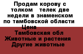 Продам корову с толком...телек две недели в знаменском по тамбовской области › Цена ­ 60 000 - Тамбовская обл. Животные и растения » Другие животные   